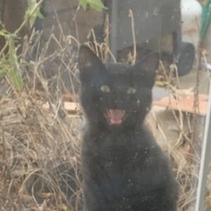 Meet your Posher, Miranda